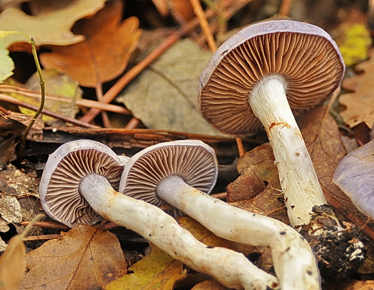 Cortinarius salor